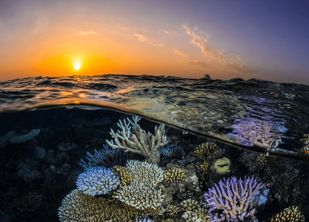 Warming Seas Shrink Resilient Red Sea Corals